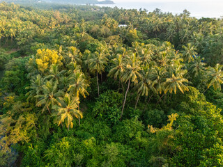 Palmen am Agonda Beach in Goa Indien von oben 