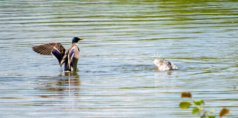 Canard et séduction