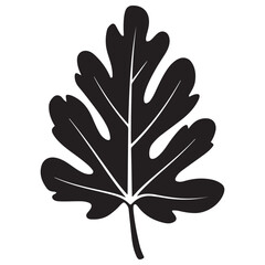 Obraz premium Aspen Leaf Silhouette vector illustration, Silhouette Vector Illustration