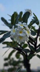 Pagoda flower White flower with blurry background. Plumeria flowers on a sunny day