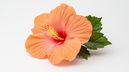 Closeup Of A Peach Hibiscus Flower With Green Leaves On White Background