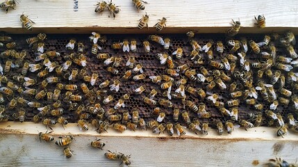 Swarms of bees at the hive entrance in a heavily populated honey bee flying around in the spring air