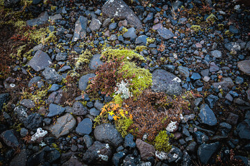 Mosses and lichens are typical vegetation on the beaches of Iceland.