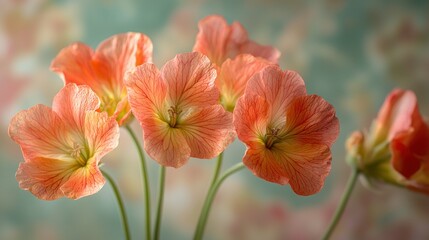 Obraz premium Orange flowers blooming indoors against teal background