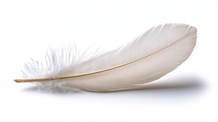 Obraz premium Gray and White Bird Feather On White Background