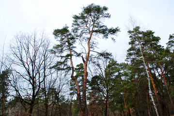 landscape of a spring forest with tall deciduous and coniferous trees © Less Nick