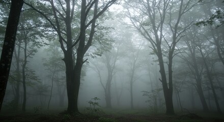 Misty forest scene with tall trees and soft light in the background