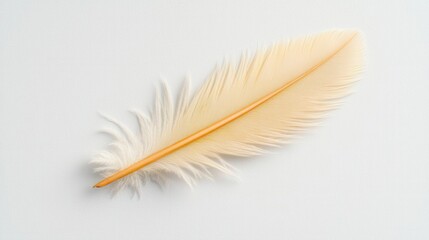 Obraz premium Light Beige Feather With Intricate Pattern On Off White Textured Background