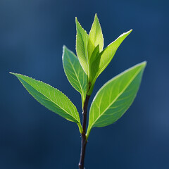 Obraz premium Close-up of fresh green leaves on a young branch against a soft blue background