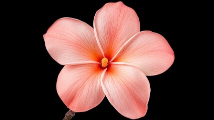 Fototapeta premium Pale Pink Plumeria Blossom Close up On Black Background