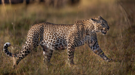 Leopard (Panthera Pardus) walking on grass land in Maasai Mara Wildlife Reserve