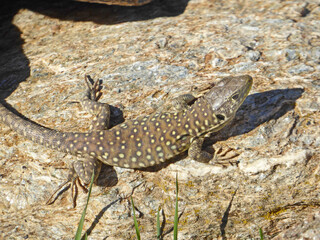 Lizard in the sun on a rock	