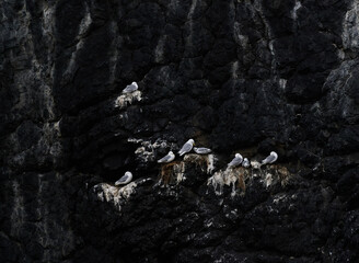 gulls in a cliff