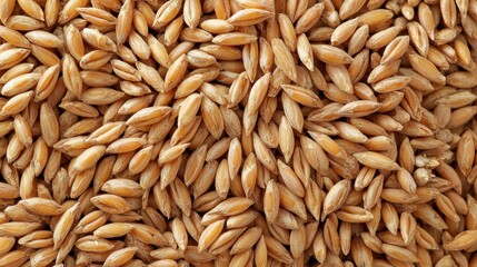 Harvesting barley seeds farm field close-up photography agricultural environment top-down view food production