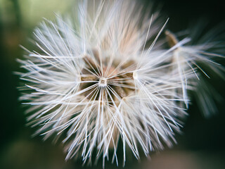 Fototapeta premium Macro Shot of Blooming Little Ironweed in Nature