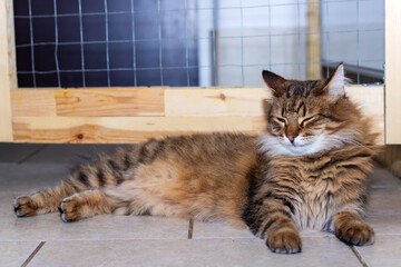 A cat is lying on a tiled floor, gazing at the camera
