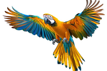 Fototapeta premium blue and yellow macaw Transparent png