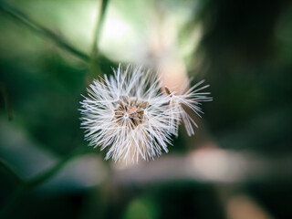 Macro Shot of Blooming Little Ironweed in Nature