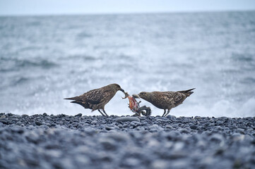 skuas fighting for the prey at a beach