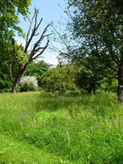 Sommerwiese mit hohem Gras und vielen Blumen.