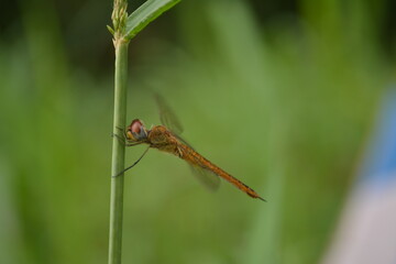 Close-up of a dragonfly on a plant