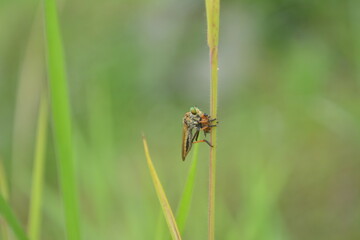 Robber fly on green leaf eating insect