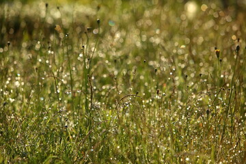 A Dewcovered Grass Field that is Glimmering Beautifully in the Morning Light is Captivating