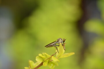 Close-up of a robber fly eating ants on a bonsai flower