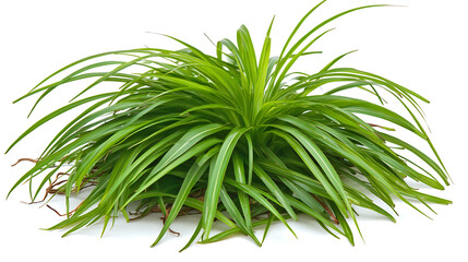 Fototapeta premium Lush green plant arrangement indoor space botanical display minimalist design close-up view aesthetic appeal