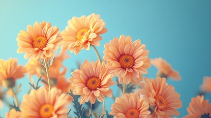 bright and vivid orange chrysanthemum flowers captured in a close-up against a blue background, showcasing their vibrant petals, beauty, and floral elegance in a spring or garden bloom