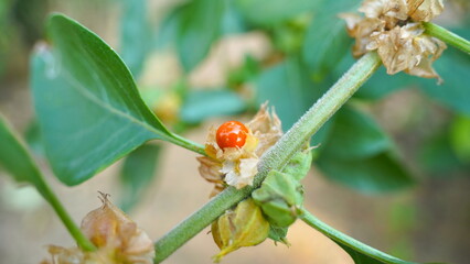 Close-up Ashwagandha plant growing in the field. Fresh leaves and buds of Withania somnifera. Indian ginseng, poison gooseberry, or winter cherry. Ayurvedic herbs benefits for stress, good sleep