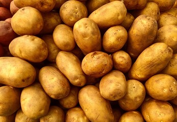 Beautiful landscape mode image of potatoes heap