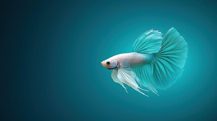 Fototapeta premium Betta Fish Lovers Paradise Stunning Close Up Macro Photo Captivating Betta Fish Portrait