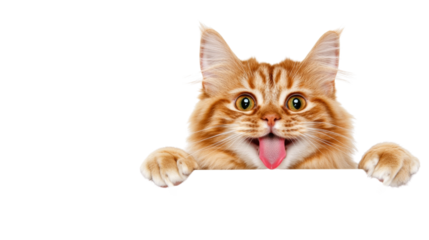 Ginger cat showing tongue and paws on transparent background