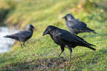 An adult carrion crow (Corvus corone) searching for food on the bank of a pond. Two western jackdaws (Coloeus monedula) are in the background.