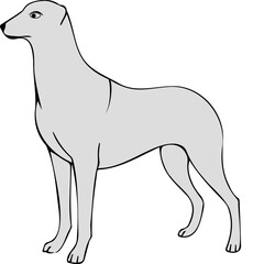 Grey hunting dog vector illustration