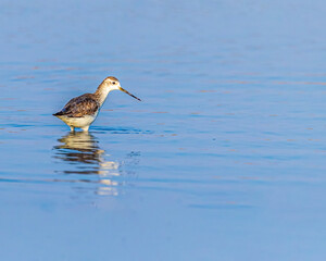 A common sandpiper