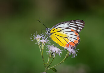 Painted Jezebel butterfly (Delias hyparete metarete).this photo was tajen from Bangladesh.