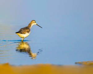 A common sandpiper