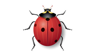 Ladybug, a vector realistic illustration.