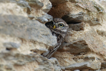 Little Owl (Athene noctua) nocturnal bird perched on log and looking at prey.