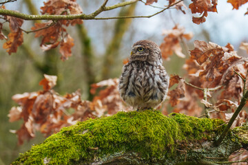 Little Owl (Athene noctua) nocturnal bird perched on log and looking at prey.