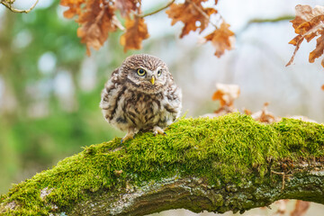 Little Owl (Athene noctua) nocturnal bird perched on log and looking at prey.