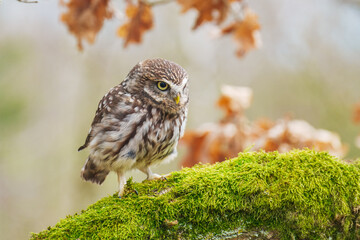 Little Owl (Athene noctua) nocturnal bird perched on log and looking at prey.