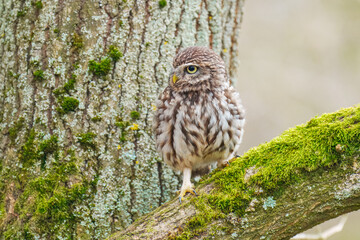 Little Owl (Athene noctua) nocturnal bird perched on log and looking at prey.