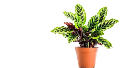 Obraz premium Beautiful Calathea in a pot isolated on white background.