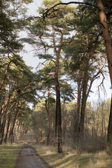 Road in the forest, environment.
