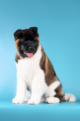 akita puppy big dog