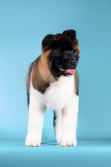 akita puppy big dog