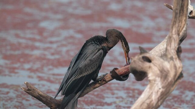 Snakebird Anhinga anhinga handling prey Eal 